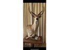 Top quality Taxidermy mount and hides for sale PA