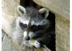 Find Raccoon Removal Services at Simcoe Muskoka Wildlife Removal