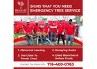 What are the benefits of hiring a professional tree service in Buffalo, NY?