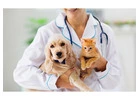 Paws and Claws Wellness: LA Pet Clinic