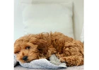 Find the best Cockapoo Puppy Breeders USA Here