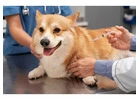 Quality End of Life Veterinary Services Near Me