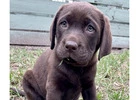 Labrador Retriever Puppies for Sale Melbourne, VIC 
