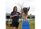 Transform Your Pooch with The Dog Academy: Premier Dog Training in Houston, Texas