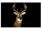 Tecate Creek Whitetails: Premier Deer Breeders in Texas