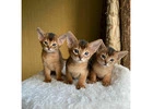 Abyssinian cat price