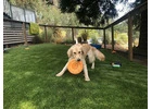 Turf for backyard with dogs