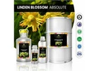 Linden Blossom Absolute oil – the best product for aromatherapy
