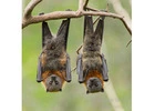 Simcoe Muskoka Wildlife Removal: Expert Bat Removal Services in Barrie