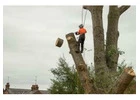 Woodland Workers at Your Service for Skilled Tree Felling Services Near You
