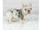 Adorable French Bulldog puppies for Sale, contact 402-892-4537