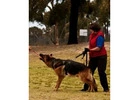 Dog Trainers for Aggressive Dogs